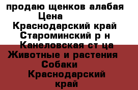 продаю щенков алабая › Цена ­ 8 000 - Краснодарский край, Староминский р-н, Канеловская ст-ца Животные и растения » Собаки   . Краснодарский край